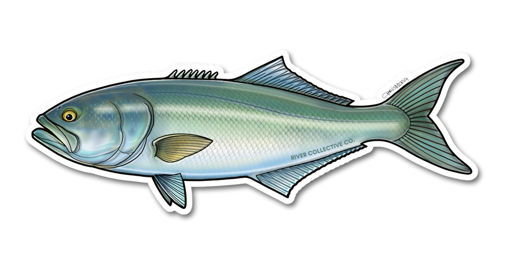 BLUEFISH DECAL