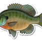 BLUEGILL DECAL