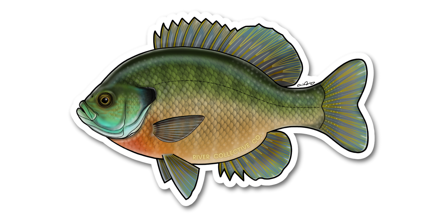 BLUEGILL DECAL