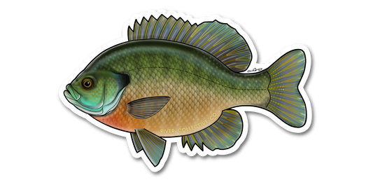 BLUEGILL DECAL