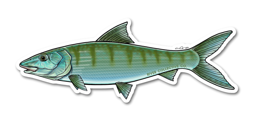 BONEFISH DECAL