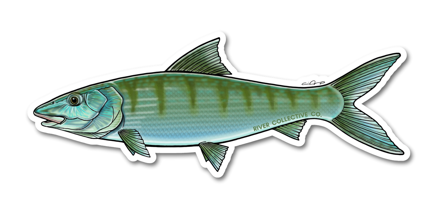 BONEFISH DECAL