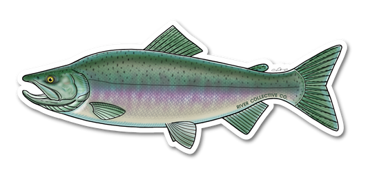 PINK SALMON DECAL (CHROME)