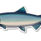 SOCKEYE SALMON DECAL (CHROME)