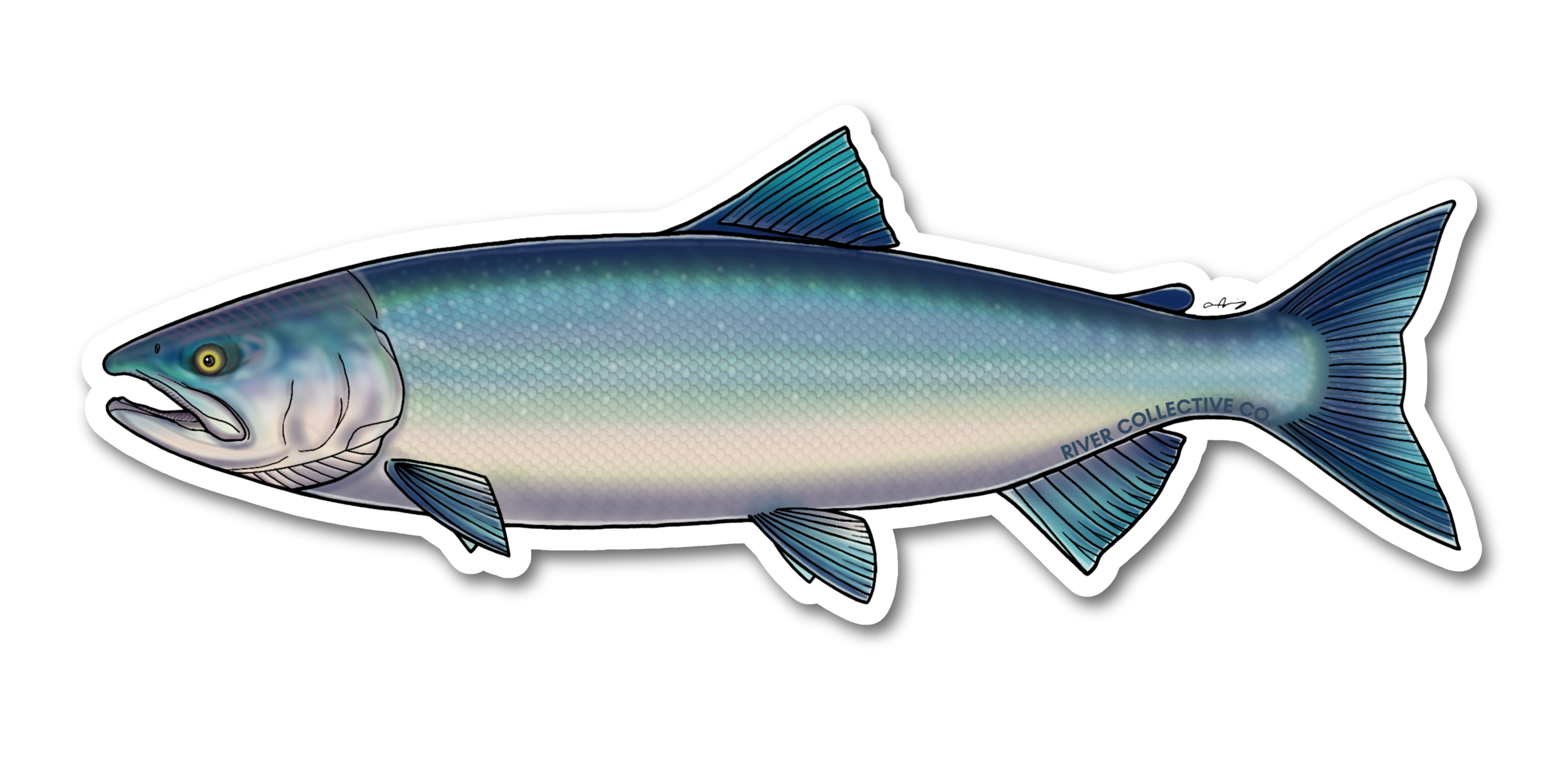 SOCKEYE SALMON (CHROME) DECAL