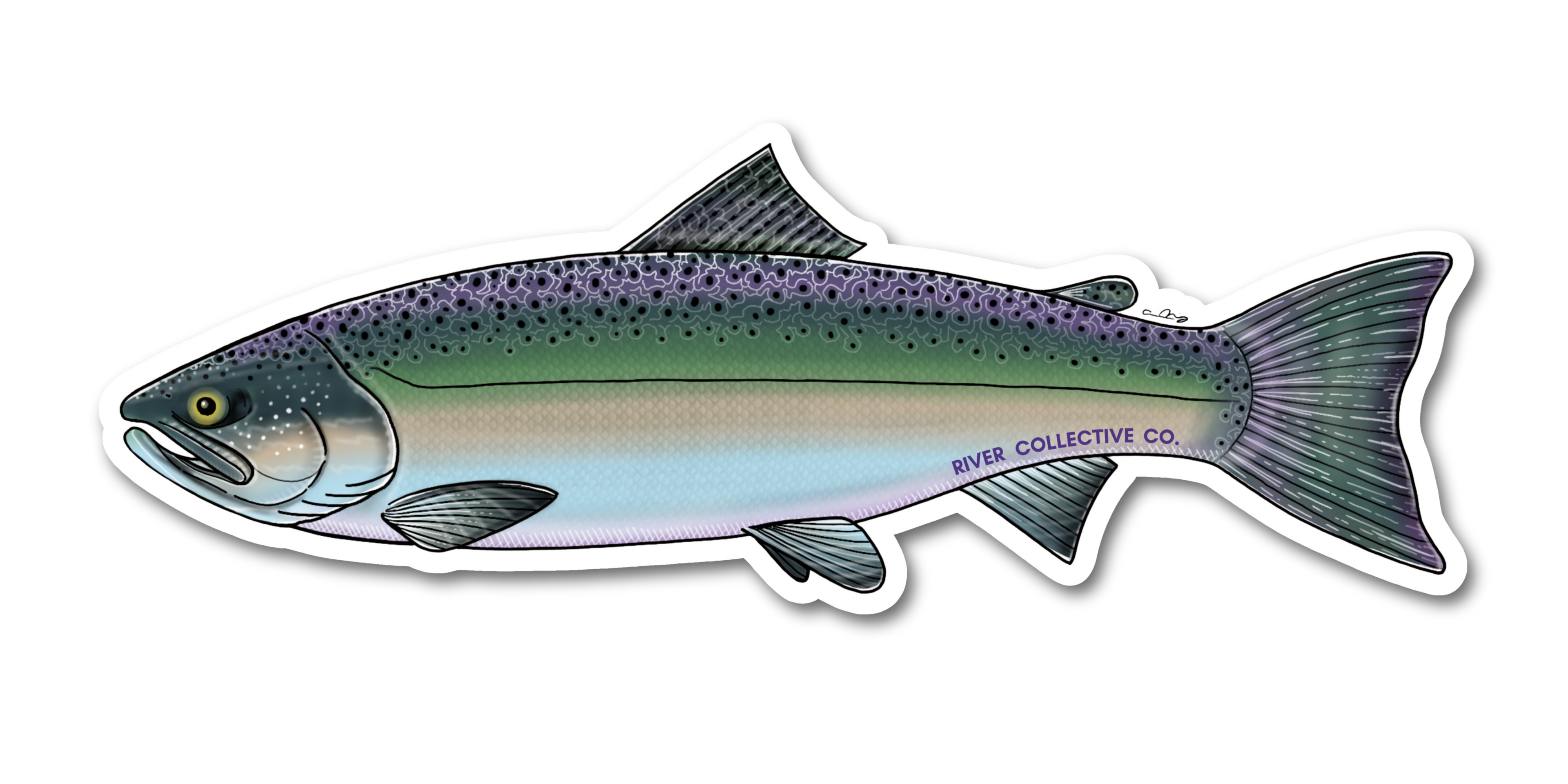 CHUM SALMON (CHROME) DECAL