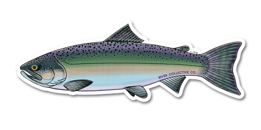 CHUM SALMON DECAL (CHROME)