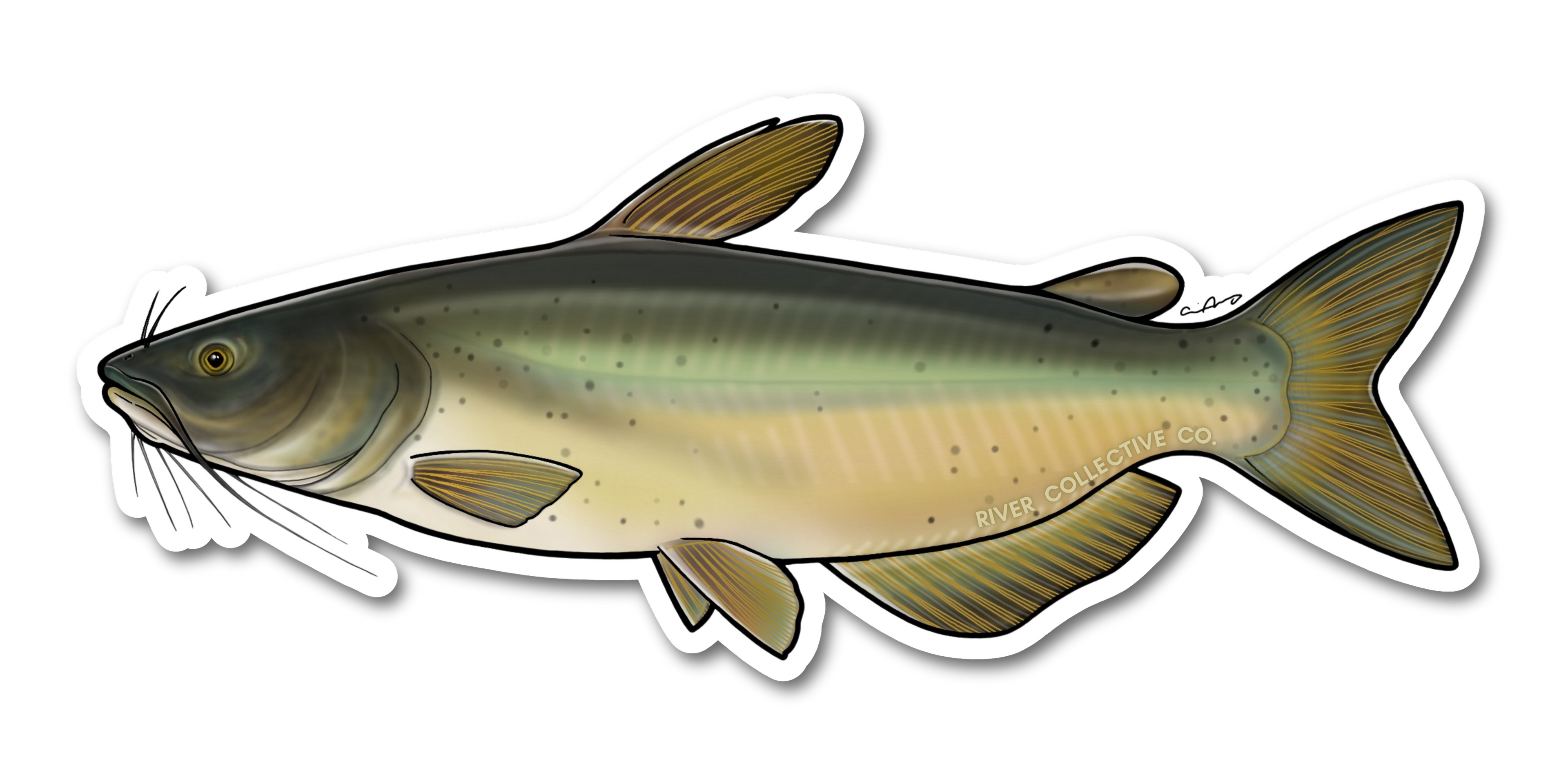 CHANNEL CATFISH DECAL