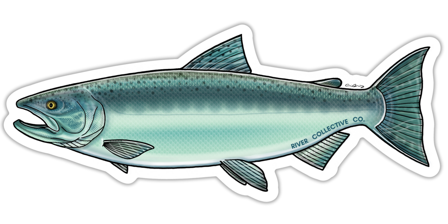 CHINOOK SALMON DECAL (SALTWATER)