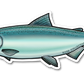 CHINOOK SALMON DECAL (CHROME)