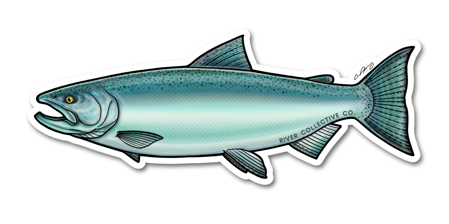 CHINOOK SALMON DECAL (CHROME)