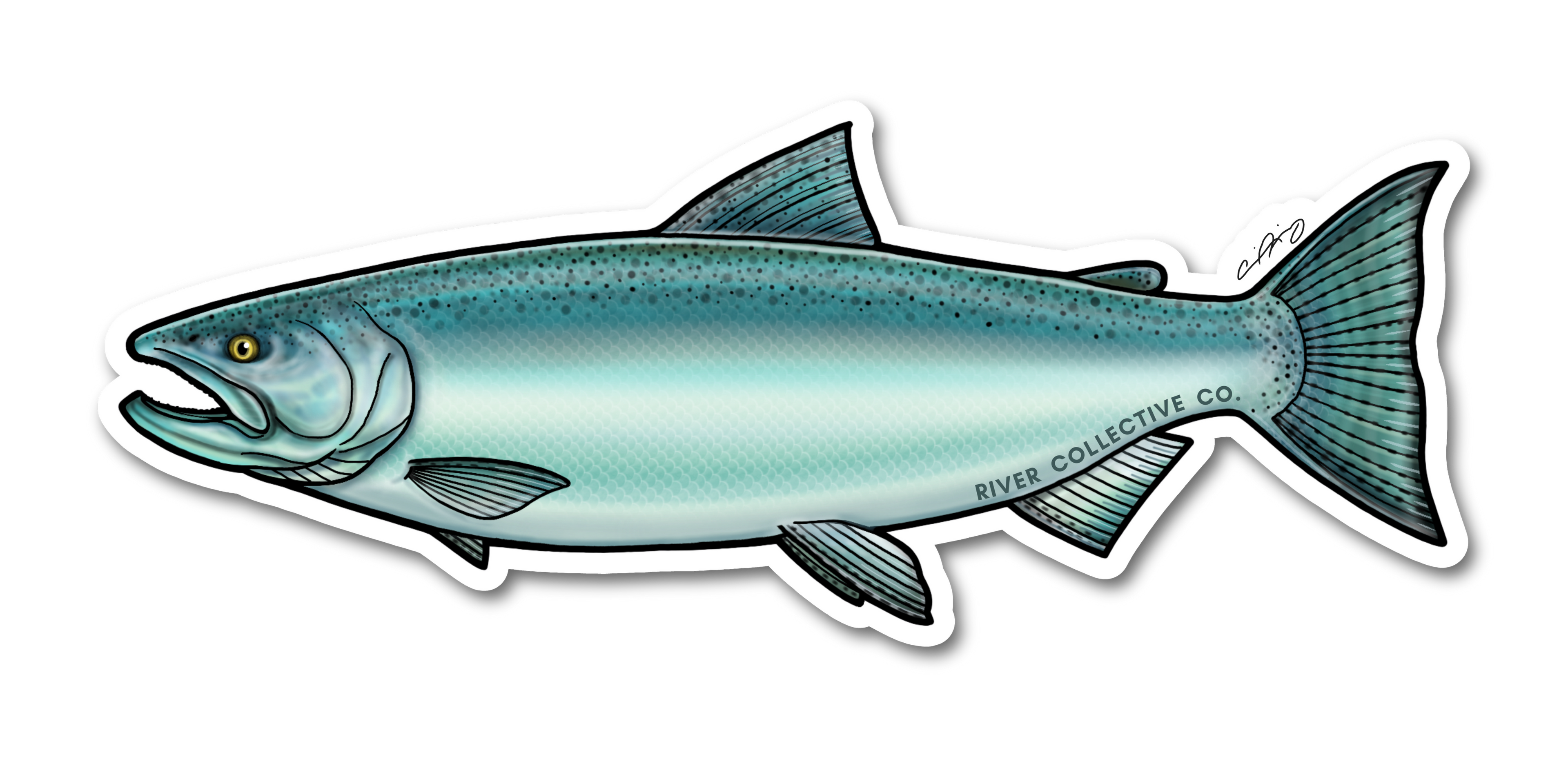 CHINOOK SALMON (CHROME) DECAL