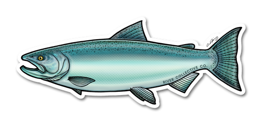 CHINOOK SALMON DECAL (CHROME)