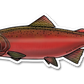 CHINOOK SALMON DECAL (SPAWN)