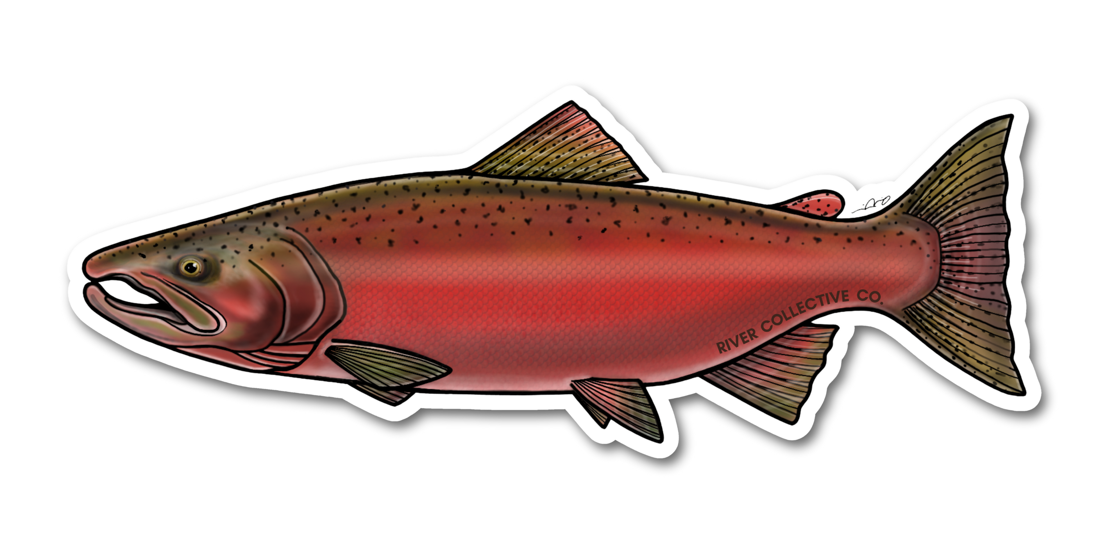 CHINOOK SALMON DECAL (SPAWN)