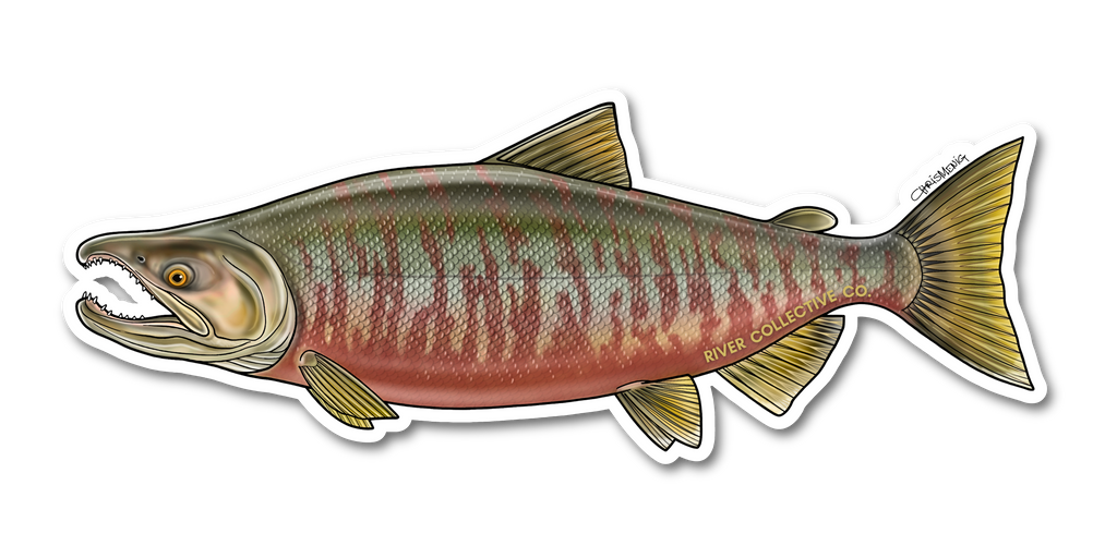 CHUM SALMON (SPAWN) DECAL