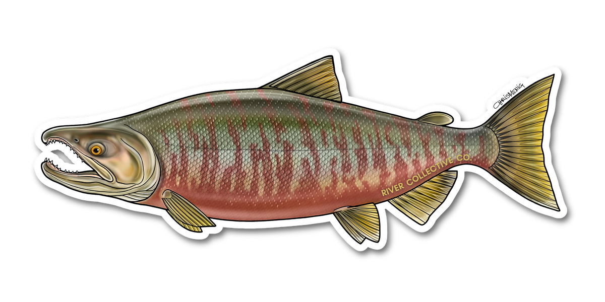 CHUM SALMON (SPAWN) DECAL