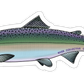 CHUM SALMON DECAL (SALTWATER)