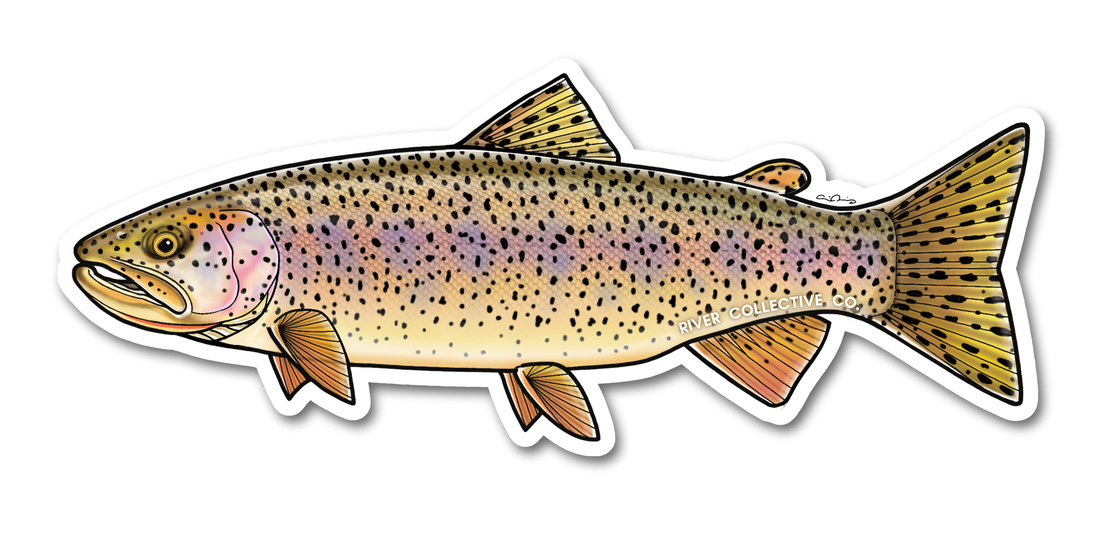 COASTAL CUTTHROAT TROUT DECAL