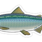 COHO SALMON DECAL (SALTWATER)