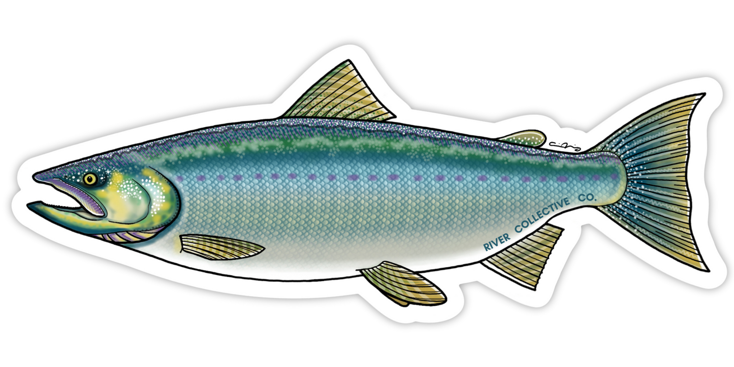 COHO SALMON DECAL (SALTWATER)