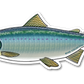 COHO SALMON DECAL (CHROME)