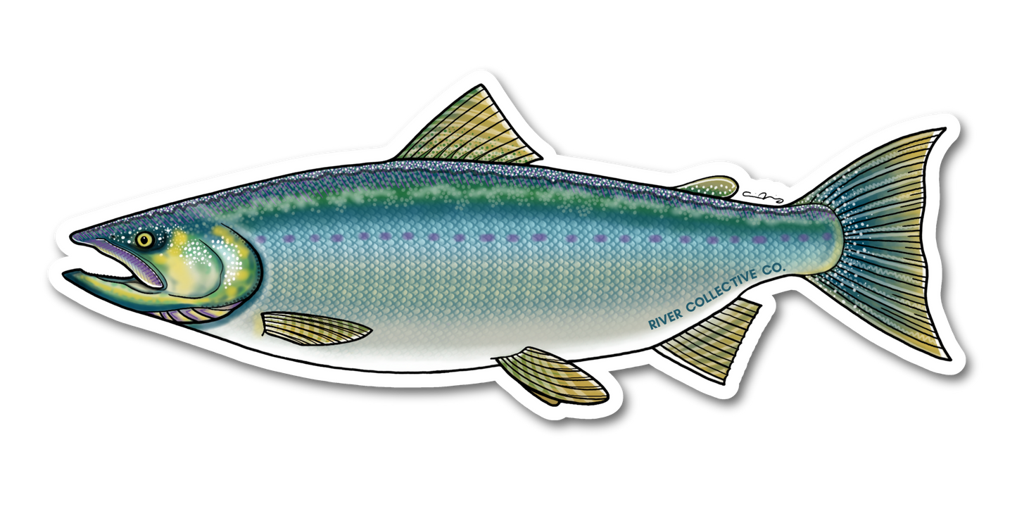 COHO SALMON DECAL (CHROME)