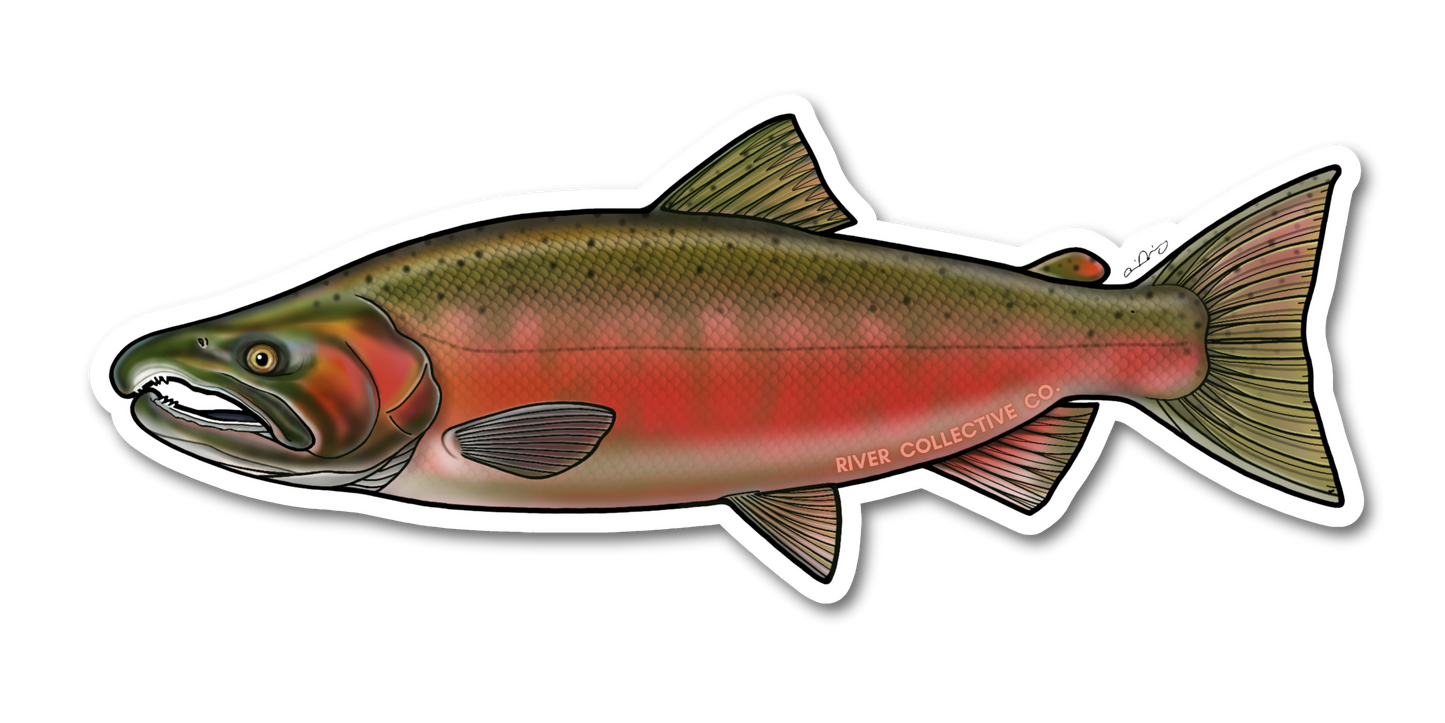 COHO SALMON DECAL (SPAWN)