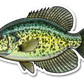 BLACK CRAPPIE DECAL
