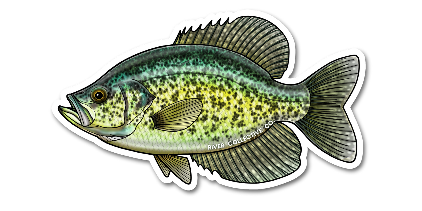 BLACK CRAPPIE DECAL