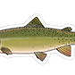 CUTTHROAT TROUT