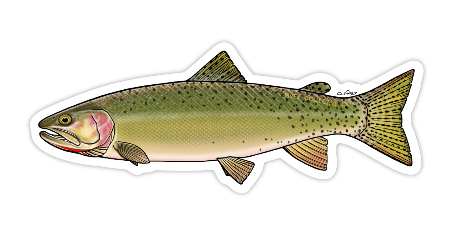 CUTTHROAT TROUT