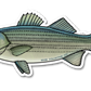 STRIPED BASS DECAL