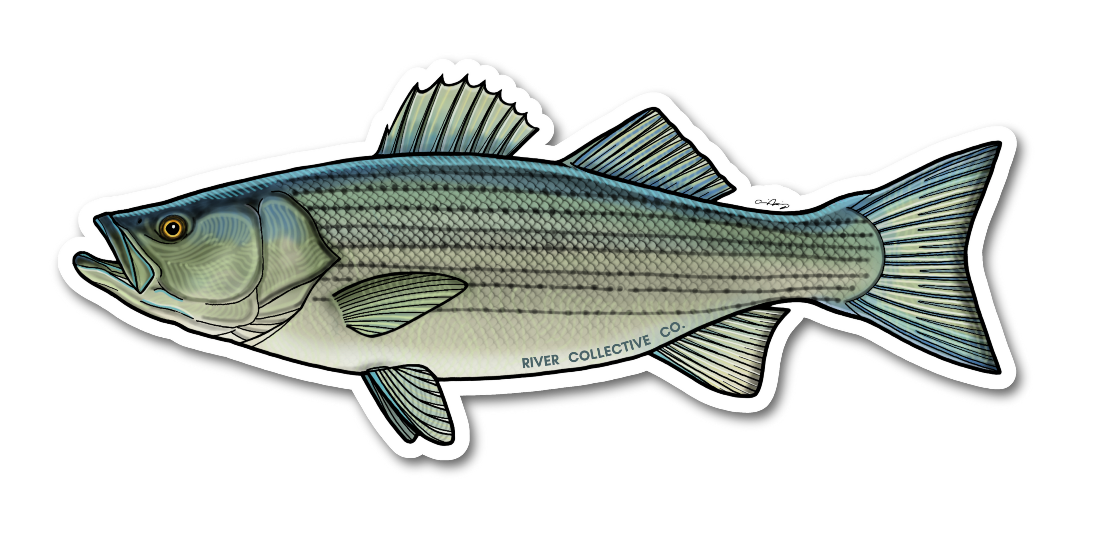 STRIPED BASS DECAL