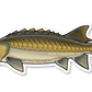 STURGEON DECAL