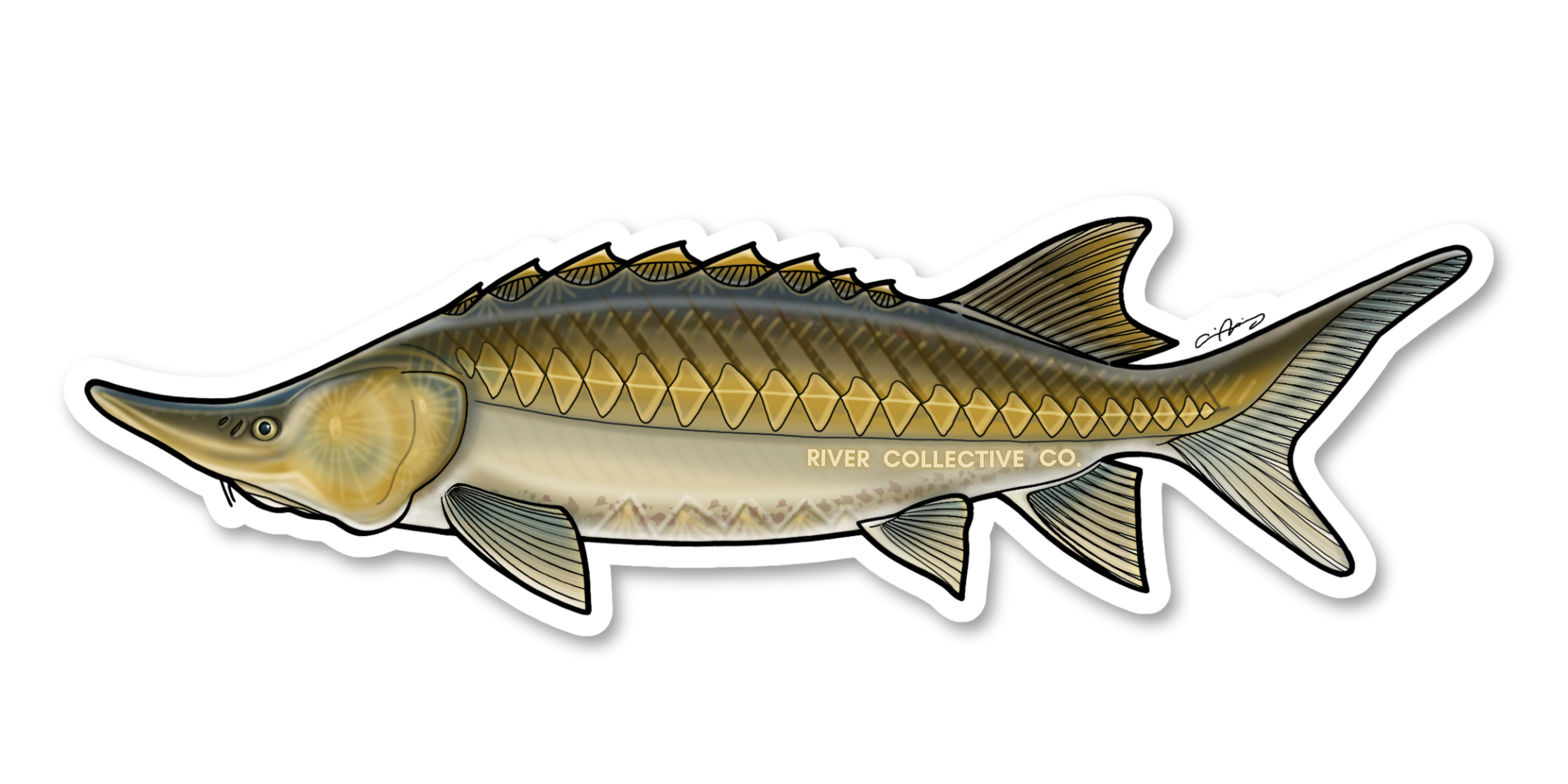 STURGEON DECAL