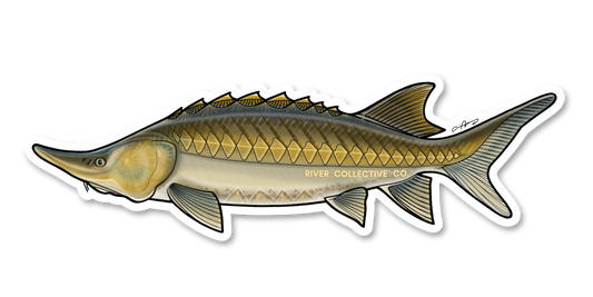 STURGEON