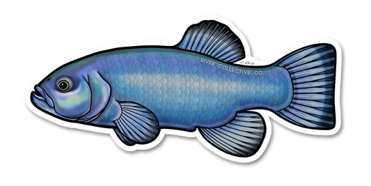 DEVILS HOLE PUPFISH DECAL