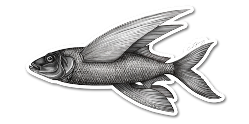 FLYING FISH DECAL STICKER – River Collective Co.