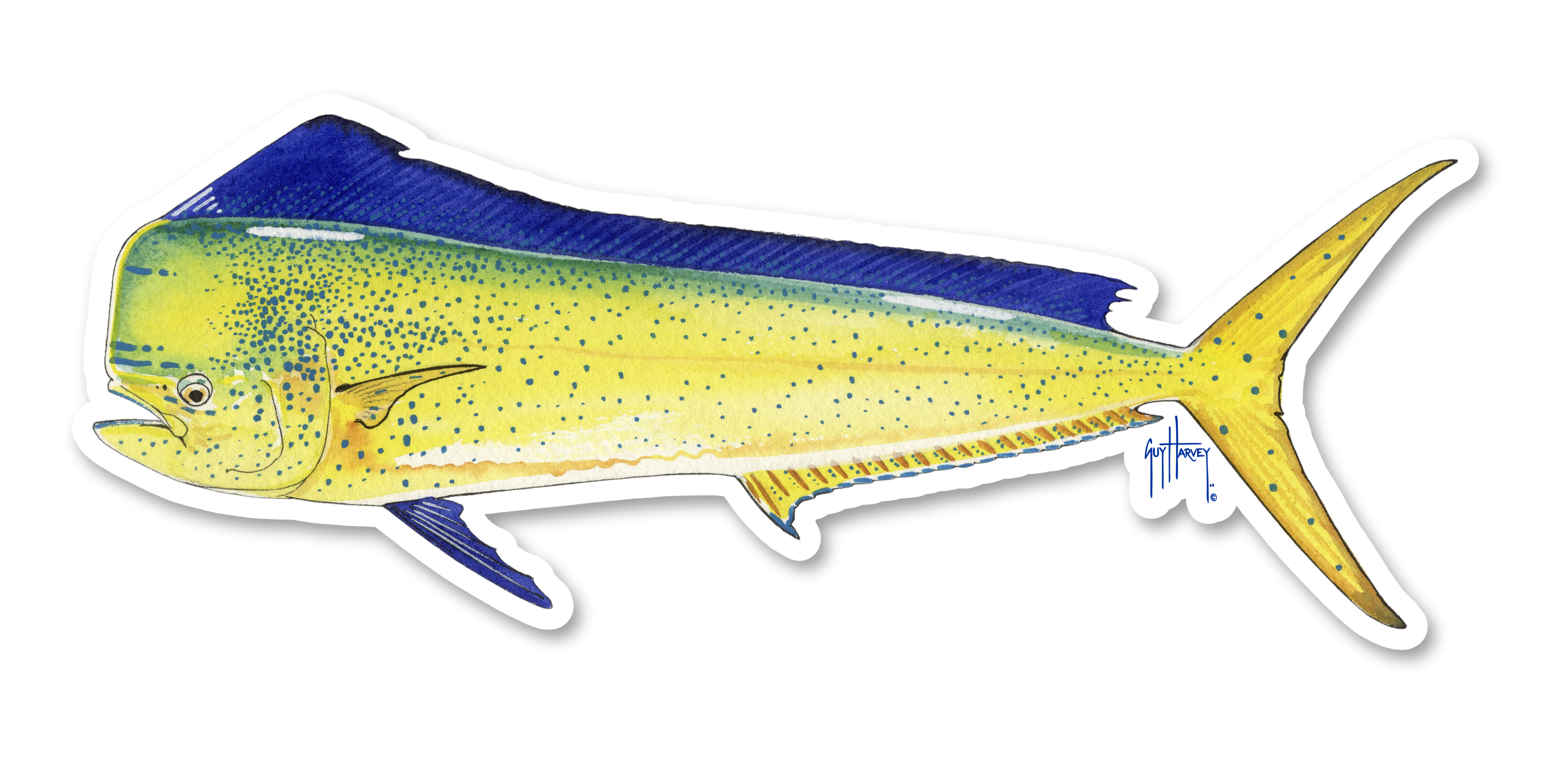 GUY HARVEY - MAHI-MAHI DECAL