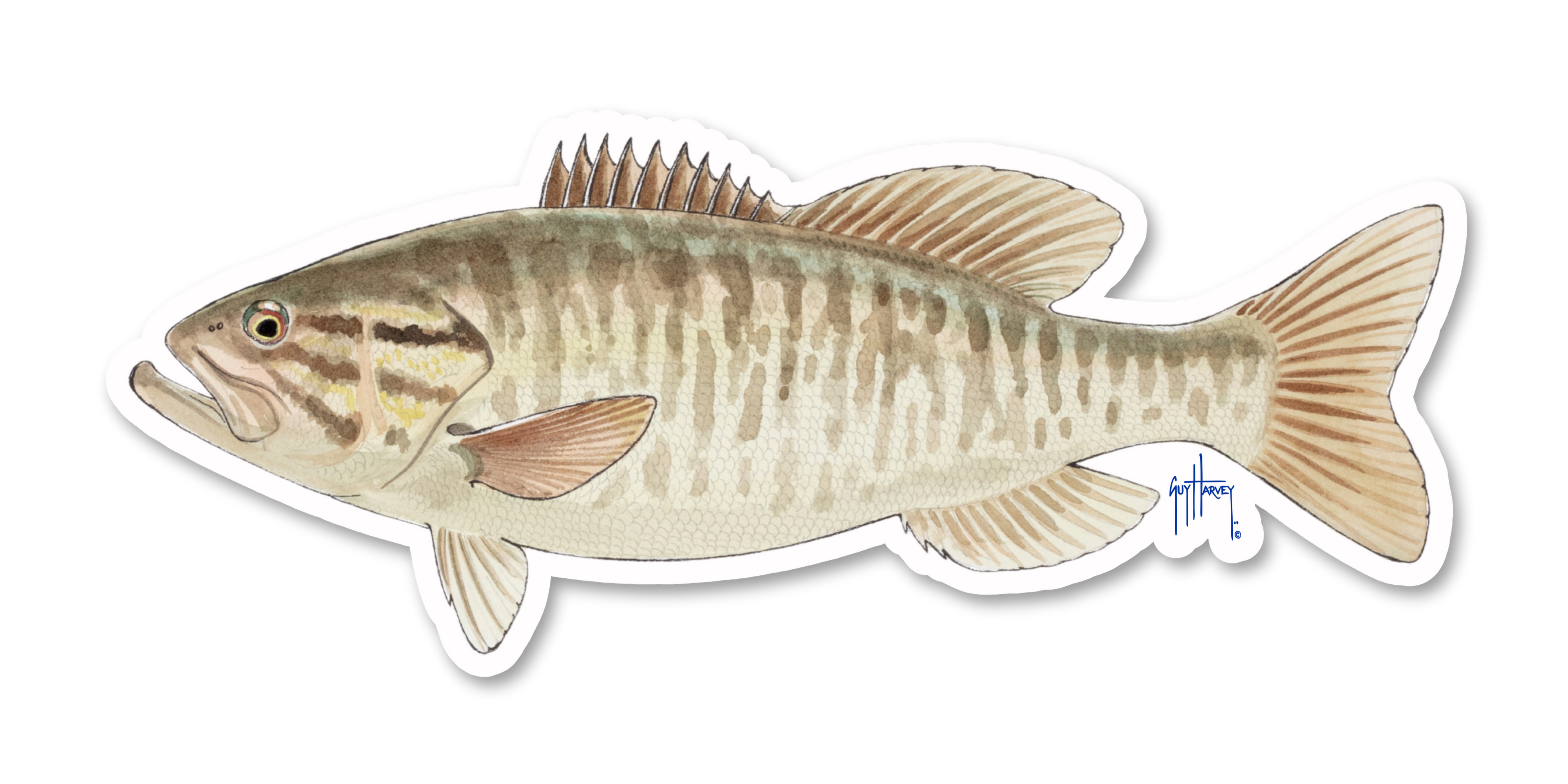 GUY HARVEY - SMALLMOUTH BASS DECAL