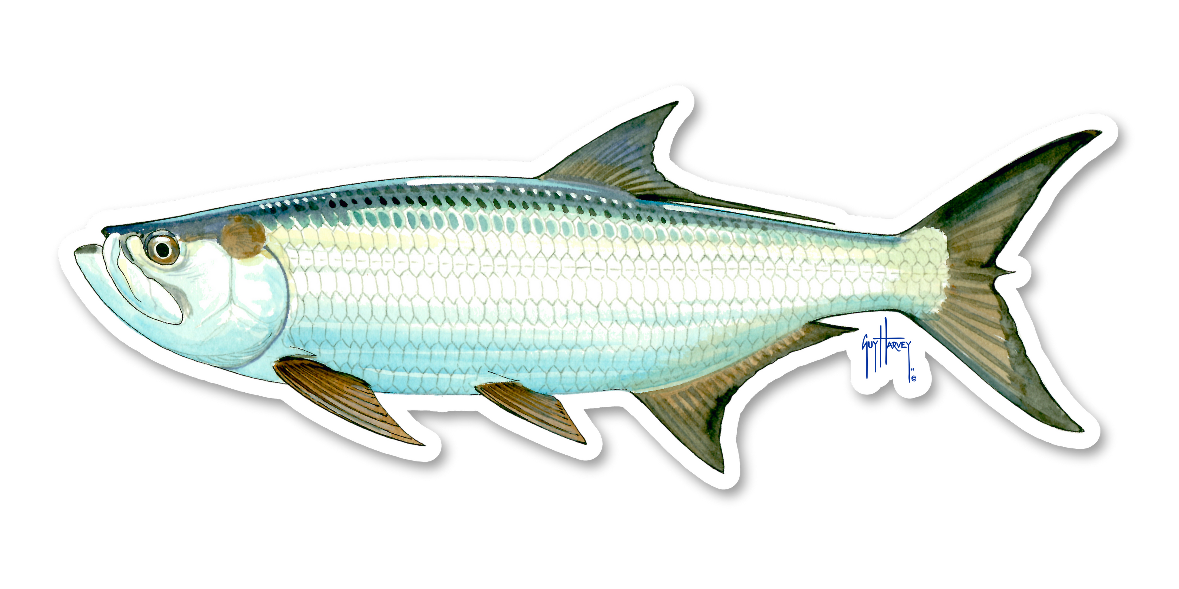 GUY HARVEY - TARPON DECAL