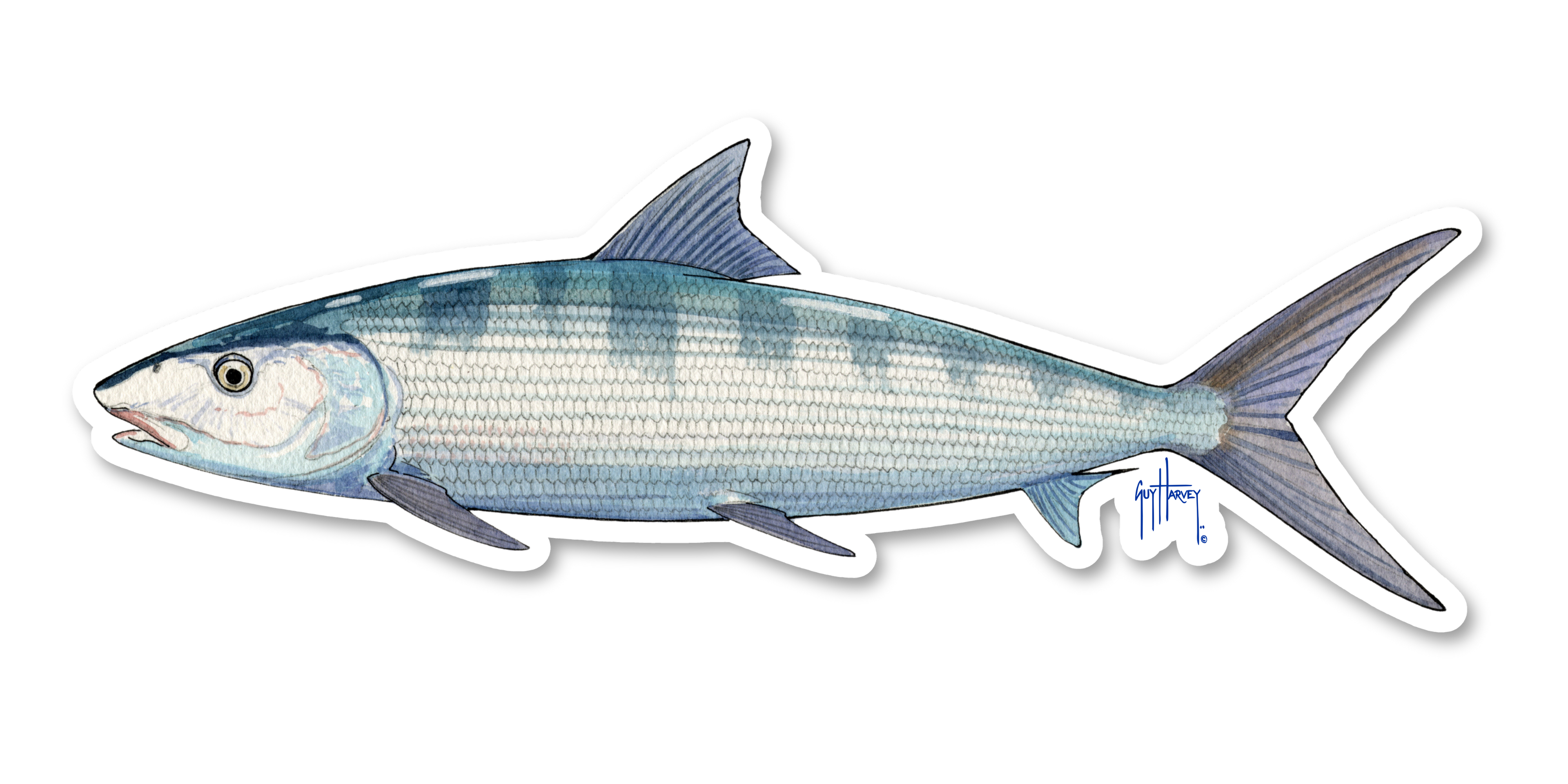 Bonefish Labchart Guy Harvey - Bonefish Sticker | River Collective Co.