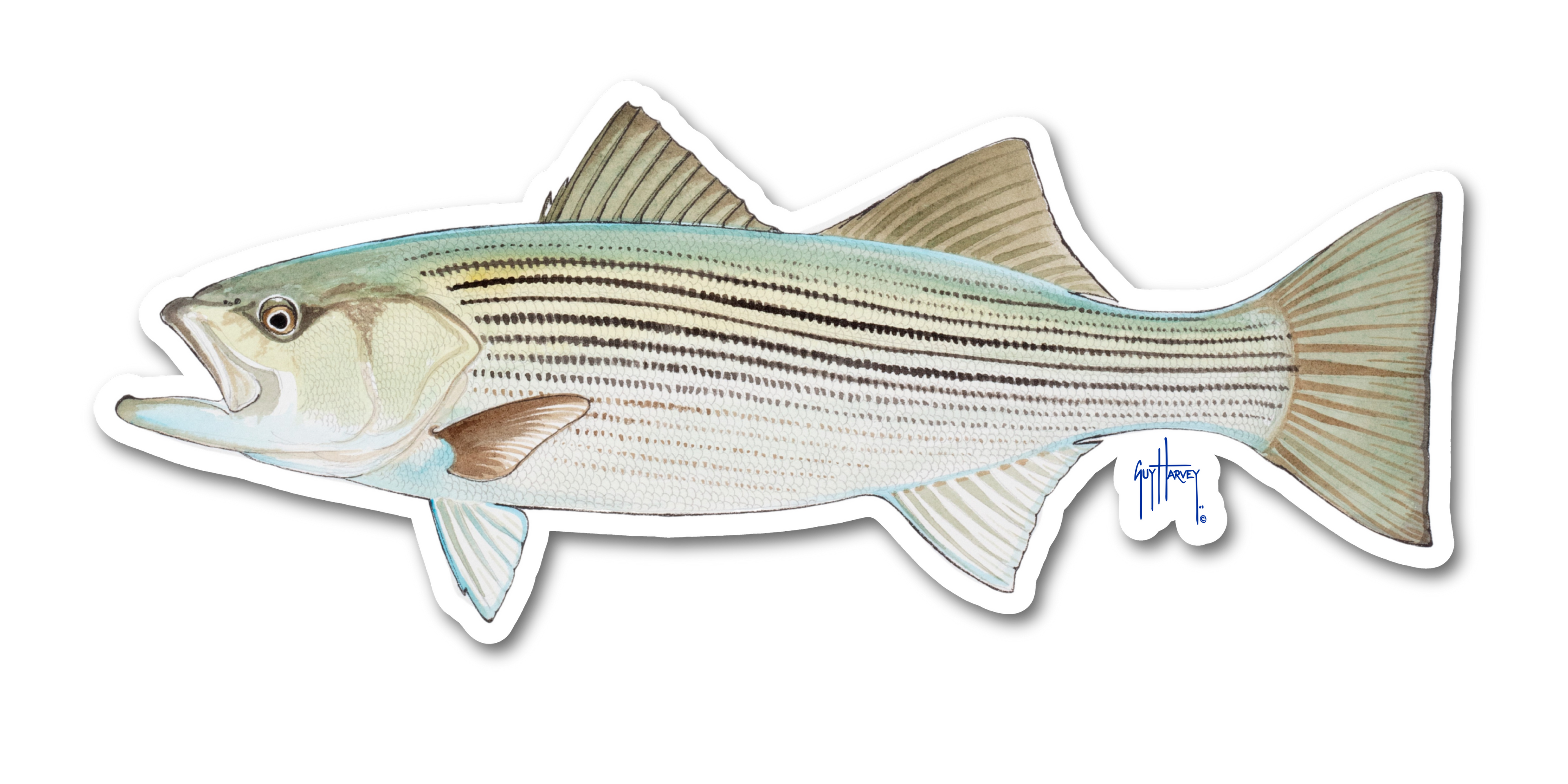 GUY HARVEY - STRIPED BASS DECAL