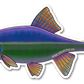 HUMPBACK CHUB DECAL