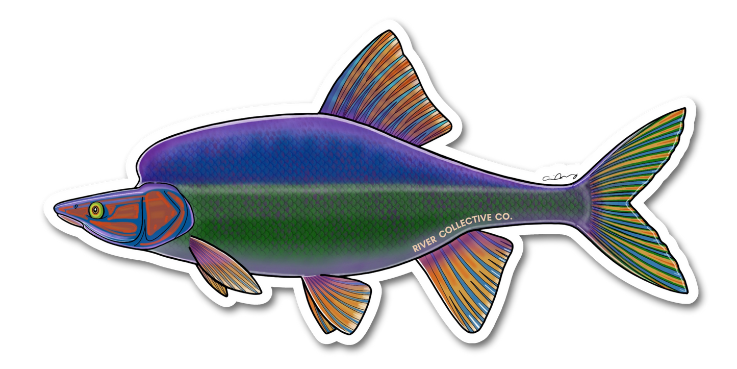 HUMPBACK CHUB DECAL