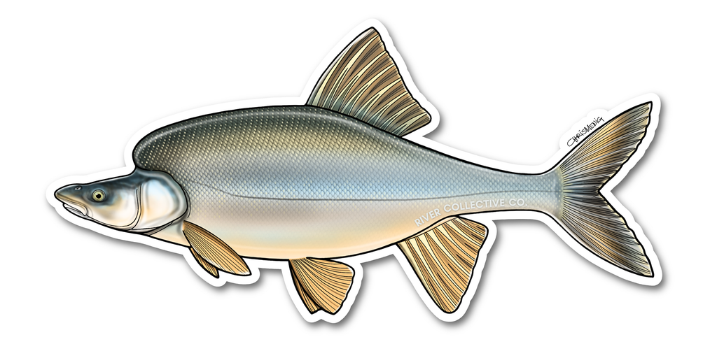 HUMPBACK CHUB DECAL