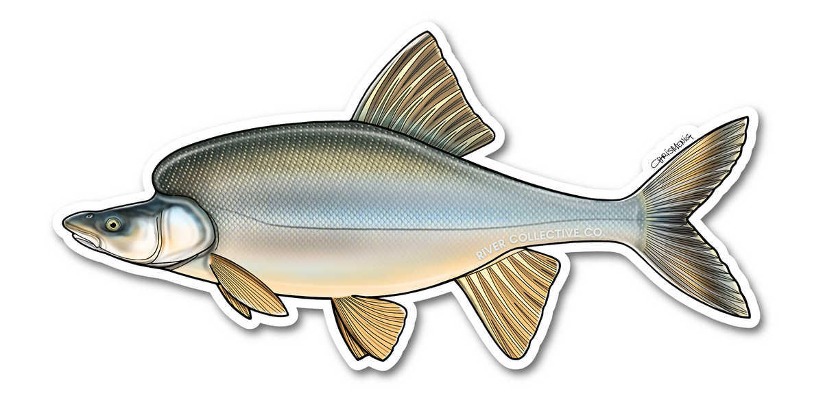 HUMPBACK CHUB DECAL