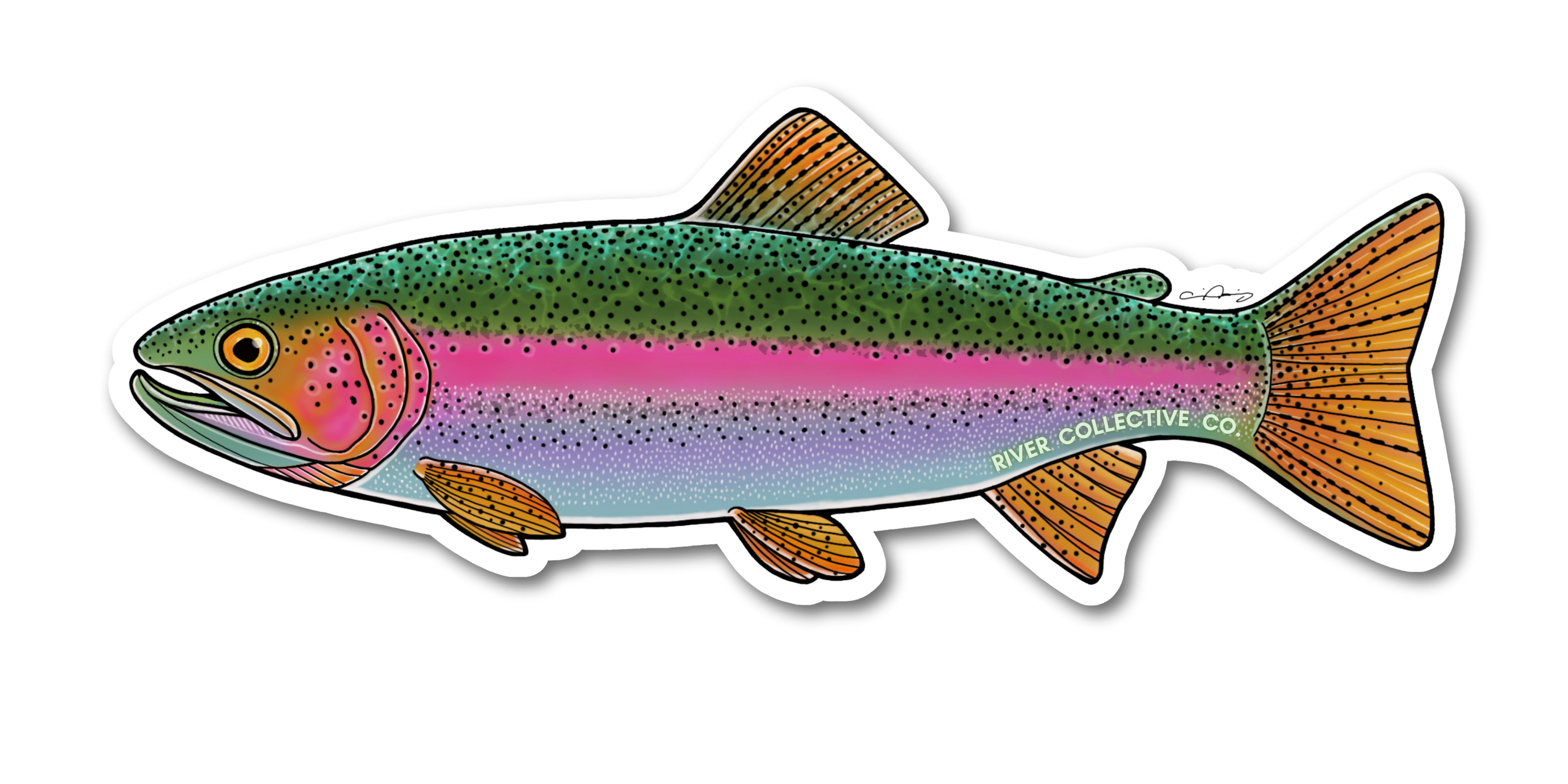 JUVENILE RAINBOW TROUT DECAL