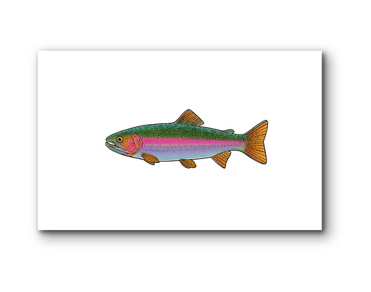 RAINBOW TROUT MATTED PRINT